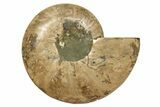 Cut & Polished, Agatized Ammonite Fossil - Madagascar #317508-4